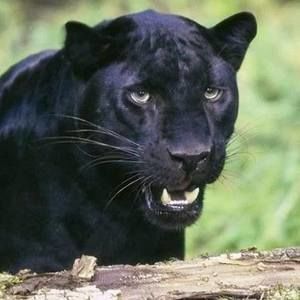 Meet your Posher, Laina